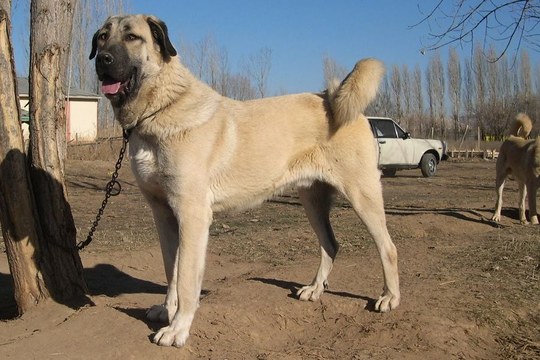 Kangal Kangal